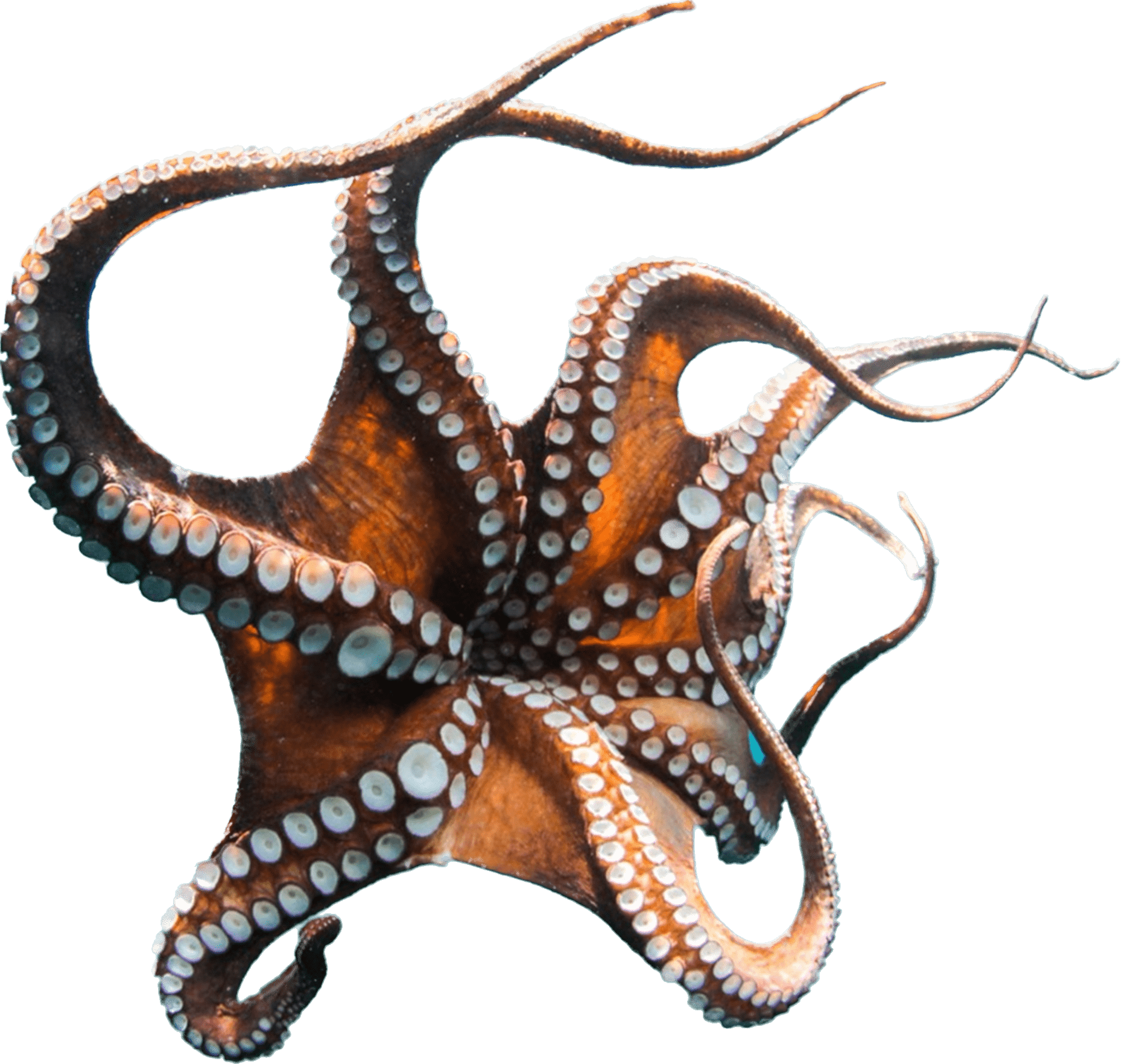 octopus